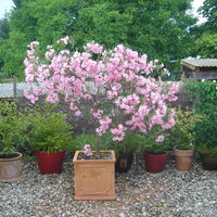 Oleander