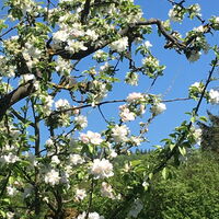 Apfelblüte