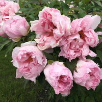 Paeonienblüte Strauchpfingstrose Suffruticosa